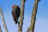 Pileated Woodpecker_P1030067
